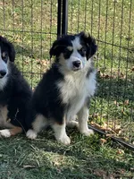 Bandit, a male Miniature Australian Shepherd for sale in Rock Rapids, IA – 2 of 4