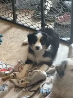 Peaches, a female Miniature Australian Shepherd for sale in Rock Rapids, IA – 4 of 5
