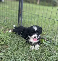 Gracie, a female Miniature Aussiedoodle for sale in Rock Rapids, IA – 2 of 6