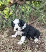 Peaches, a female Miniature Australian Shepherd for sale in Rock Rapids, IA – 3 of 6