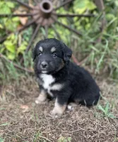 Patrick, a male Miniature Australian Shepherd for sale in Rock Rapids, IA – 2 of 6
