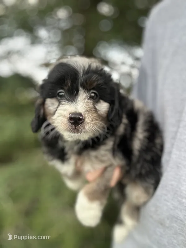 Gunther – Miniature Aussiedoodle puppy for sale in Rock Rapids, IA