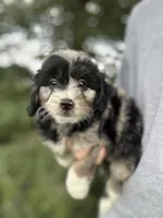 Gunther, a male Miniature Aussiedoodle for sale in Rock Rapids, IA – 1 of 7