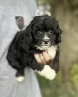 Gabby, a female Miniature Aussiedoodle for sale in Rock Rapids, IA – 3 of 6