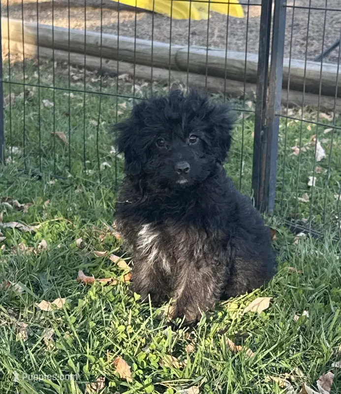 Gus – Miniature Aussiedoodle puppy for sale in Rock Rapids, IA