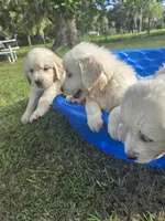 Pink, a male Golden Retriever for sale in Polk City, FL – 3 of 7