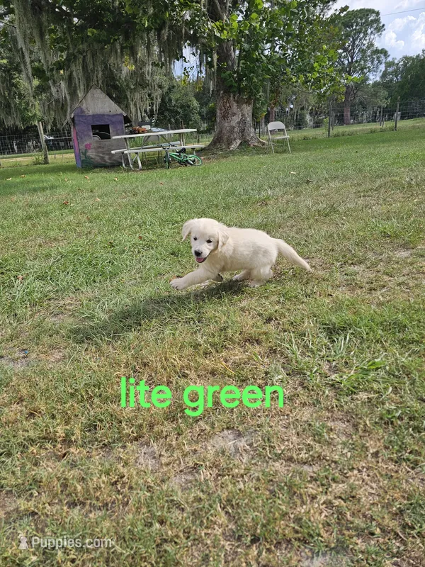Lite Green – Golden Retriever puppy for sale in Polk City, FL