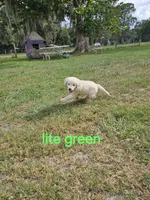 Lite Green, a female Golden Retriever for sale in Polk City, FL – 1 of 1
