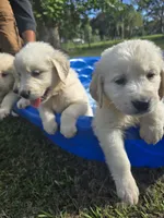 Pink, a male Golden Retriever for sale in Polk City, FL – 2 of 7