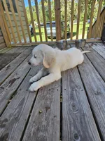 lite pink, a male Golden Retriever for sale in Polk City, FL – 5 of 7
