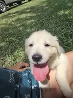 Blue, a female Golden Retriever for sale in Polk City, FL – 3 of 3