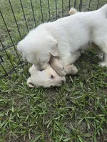 Lite Green, a female Golden Retriever for sale in Polk City, FL – 4 of 6
