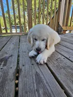 lite pink, a male Golden Retriever for sale in Polk City, FL – 3 of 7
