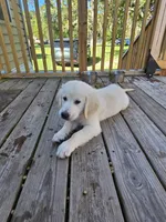 lite pink, a male Golden Retriever for sale in Polk City, FL – 4 of 7