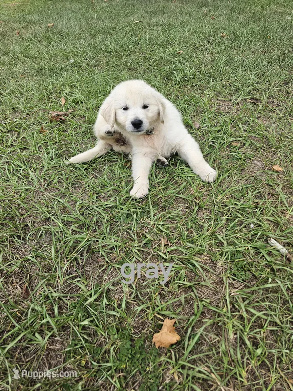 Grey – Golden Retriever puppy for sale in Polk City, FL