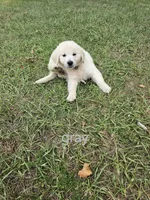 Grey, a female Golden Retriever for sale in Polk City, FL – 1 of 1