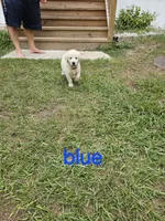 Blue, a female Golden Retriever for sale in Polk City, FL – 1 of 3