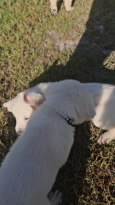 Lite Blue, a male Golden Retriever for sale in Polk City, FL – 5 of 5