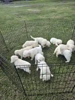 Pink, a male Golden Retriever for sale in Polk City, FL – 6 of 7