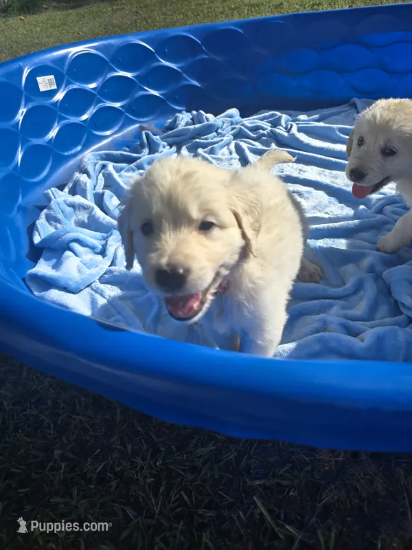Lite Blue – Golden Retriever puppy for sale in Polk City, FL