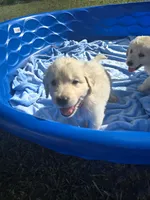 Lite Blue, a male Golden Retriever for sale in Polk City, FL – 1 of 5