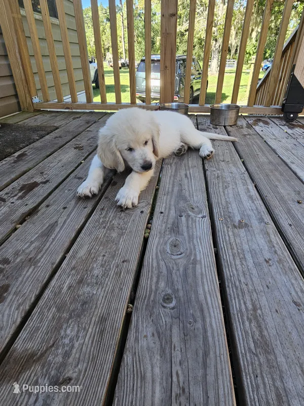 lite pink – Golden Retriever puppy for sale in Polk City, FL