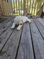 lite pink, a male Golden Retriever for sale in Polk City, FL – 1 of 7