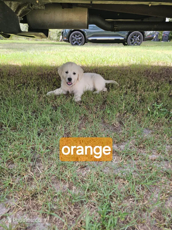 Orange – Golden Retriever puppy for sale in Polk City, FL