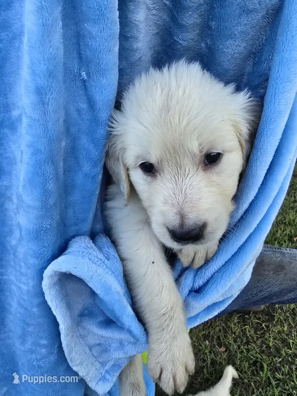 Pink – Golden Retriever puppy for sale in Polk City, FL