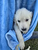 Pink, a male Golden Retriever for sale in Polk City, FL – 1 of 7