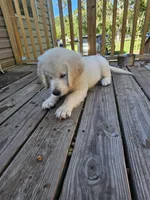 lite pink, a male Golden Retriever for sale in Polk City, FL – 2 of 7