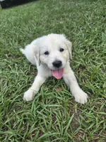 Blue, a female Golden Retriever for sale in Polk City, FL – 2 of 3
