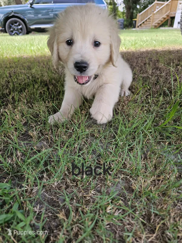 Black – Golden Retriever puppy for sale in Polk City, FL