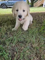 Black, a female Golden Retriever for sale in Polk City, FL – 1 of 1
