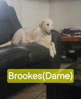Lite Blue, a male Golden Retriever for sale in Polk City, FL – 3 of 5