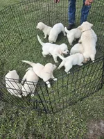 Blue, a female Golden Retriever for sale in Polk City, FL – 6 of 7