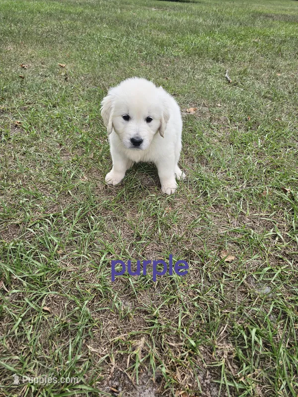 Purple – Golden Retriever puppy for sale in Polk City, FL