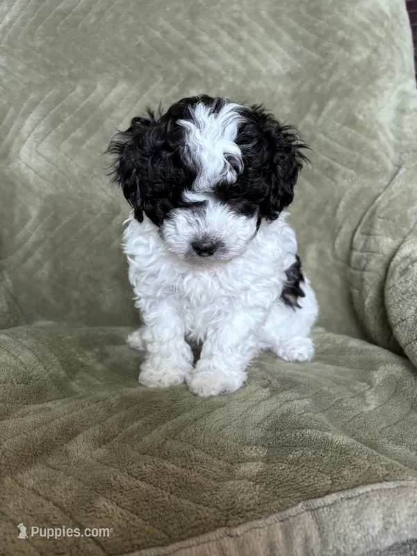 Bessie – Maltipoo puppy for sale in Thomasville, GA