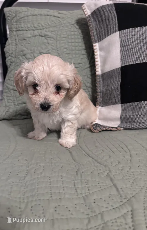 Nugget – Maltipoo puppy for sale in Thomasville, GA