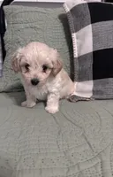 Nugget, a male Maltipoo for sale in Thomasville, GA – 1 of 5