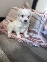 Little Princess, a female Maltipoo for sale in Thomasville, GA – 1 of 2