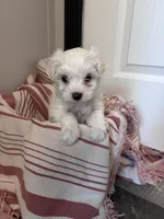 Little Princess, a female Maltipoo for sale in Thomasville, GA – 2 of 2