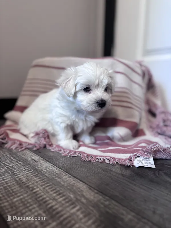 Bear – Maltipoo puppy for sale in Thomasville, GA