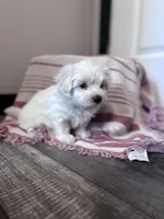 Bear, a male Maltipoo for sale in Thomasville, GA – 1 of 3