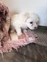 Blue eyed beauty, a female Maltipoo for sale in Thomasville, GA – 2 of 3