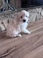 Ophie, a female Maltese and Chipoo for sale in Thomasville, GA – 4 of 7