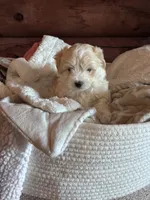 Fluffy boy , a male Maltese and Chipoo for sale in Thomasville, GA – 2 of 8