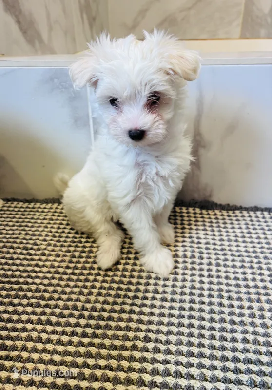Little Princess – Maltipoo puppy for sale in Thomasville, GA