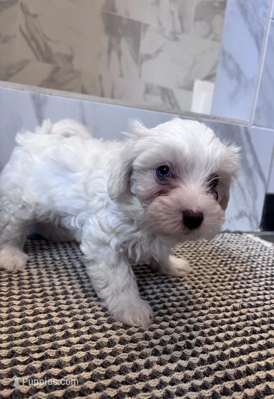 Blue eyed beauty – Maltipoo puppy for sale in Thomasville, GA