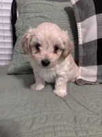 Nugget, a male Maltipoo for sale in Thomasville, GA – 3 of 5